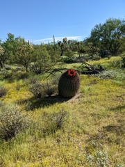 Ferocactus wislizeni