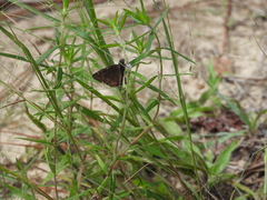Erynnis