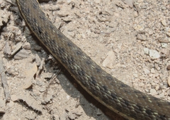 Thamnophis hammondii