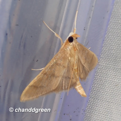 Thliptoceras formosanum