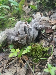 Craterellus