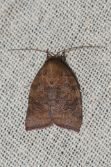Beara dichromella