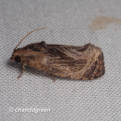 Cryptophlebia repletana