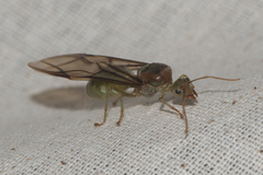 Oecophylla smaragdina