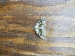 Xanthorhoe quadrifasiata