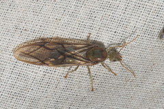 Oecophylla smaragdina