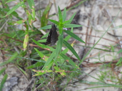 Erynnis