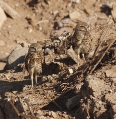 Athene cunicularia hypugaea
