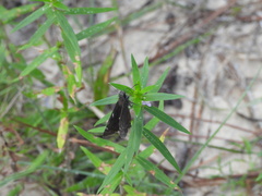 Erynnis