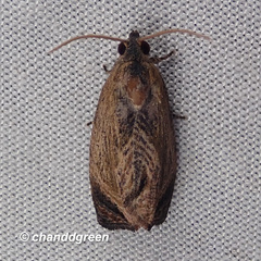 Cryptophlebia repletana
