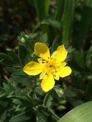 Sibbaldianthe bifurca