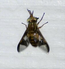 Chrysops