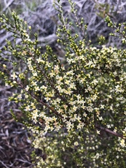 Lachnaea axillaris