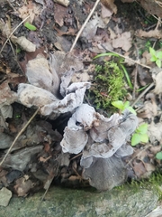 Craterellus