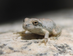 Pseudacris cadaverina