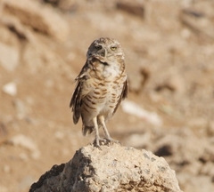 Athene cunicularia hypugaea