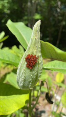 Coreoidea