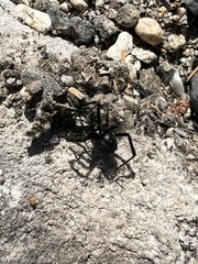 Latrodectus hesperus