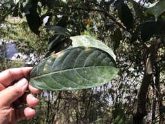 Ficus nervosa