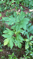 Nabalus trifoliolatus