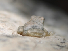 Pseudacris cadaverina