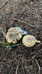 Amanita augusta