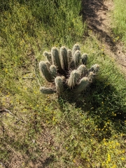 Echinocereus engelmannii engelmannii