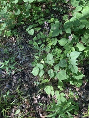 Hylodesmum glutinosum