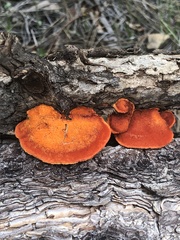 Pycnoporellus fulgens