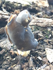 Helvella
