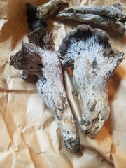 Craterellus