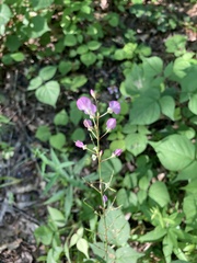 Hylodesmum glutinosum