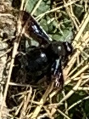 Xylocopa violacea
