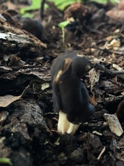 Helvella