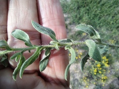 Heterotheca hirsutissima