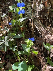 Commelina communis