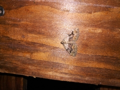 Xanthorhoe quadrifasiata