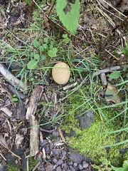 Scleroderma citrinum