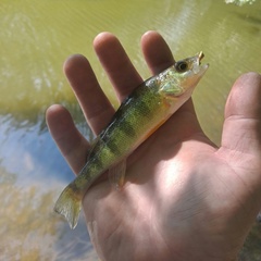 Perca flavescens