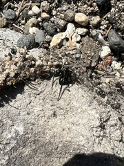 Latrodectus hesperus