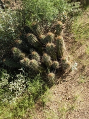 Echinocereus engelmannii engelmannii