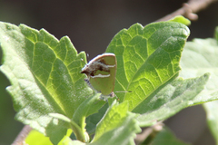 Chlorostrymon simaethis