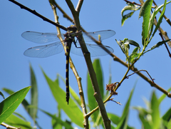 Cordulegaster dorsalis