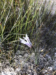 Gladiolus trichonemifolius