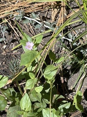 Epilobium ciliatum