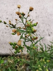 Erigeron floribundus