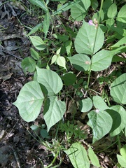 Hylodesmum glutinosum