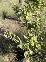 Atriplex canescens