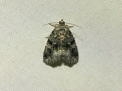 Protodeltote muscosula