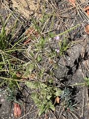 Epilobium ciliatum